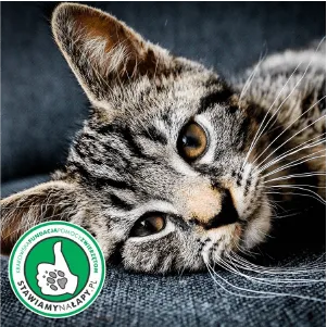 Andea Grants – Animal Shelter